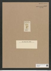 Synedra sp. (de-Toni-Nr.: Genus 66) Zeichnungen Sammlung Grunow Nr. 5395 (NHMW-BOT-W0373822)